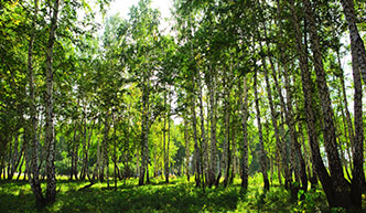 Groene bomen in het bos
