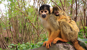 Twee aapjes in de dierentuin